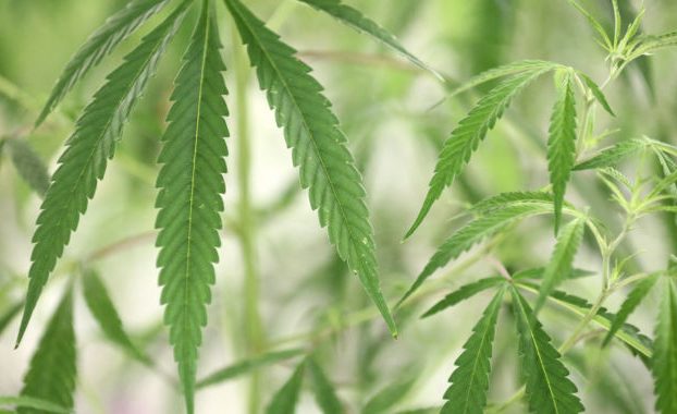 La DEA reclasificará la marihuana como droga de menor riesgo, según informes