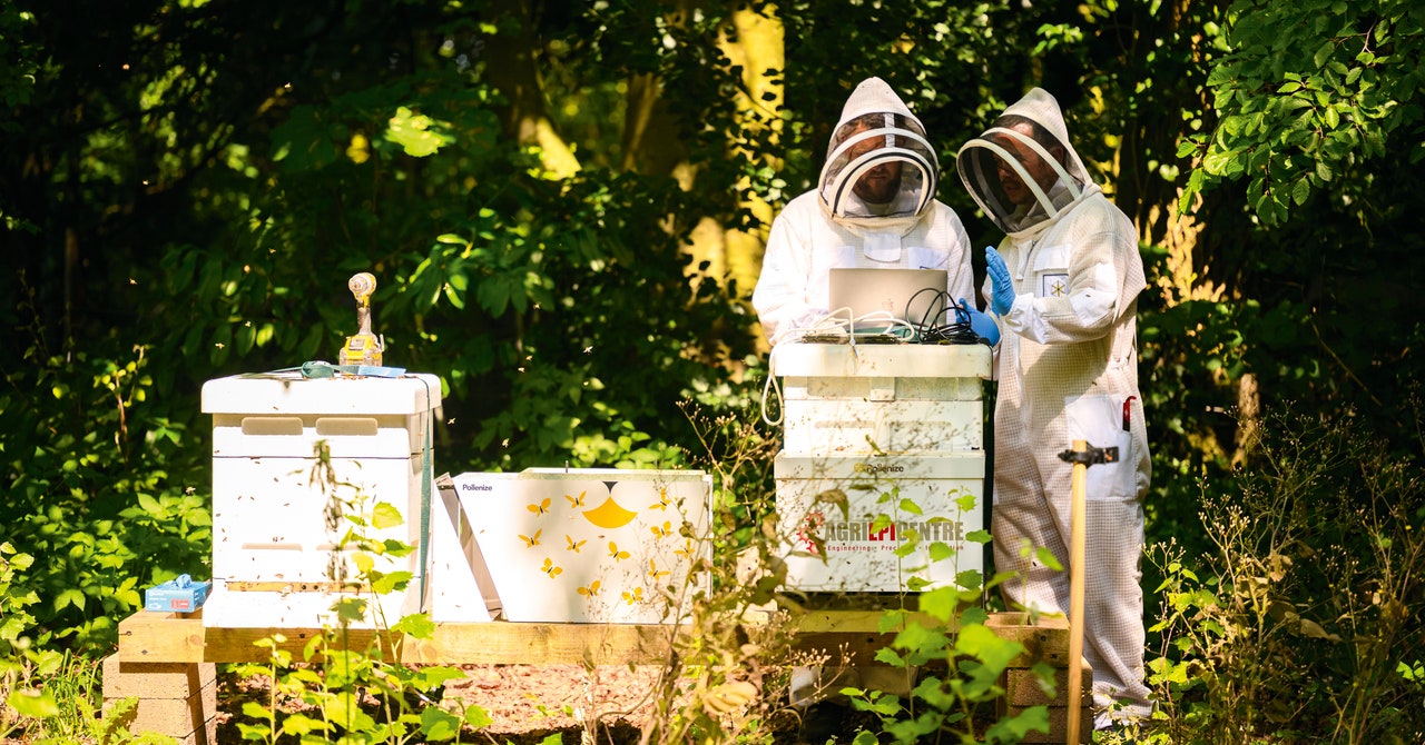 Las abejas versus los avispones asesinos