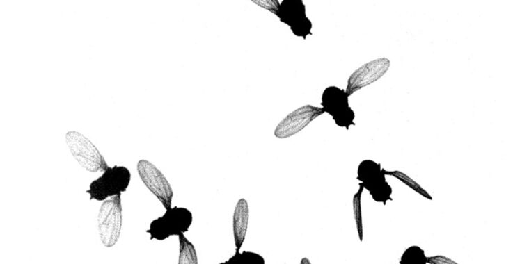 Las imágenes de alta velocidad y la IA nos ayudan a comprender cómo funcionan las alas de los insectos