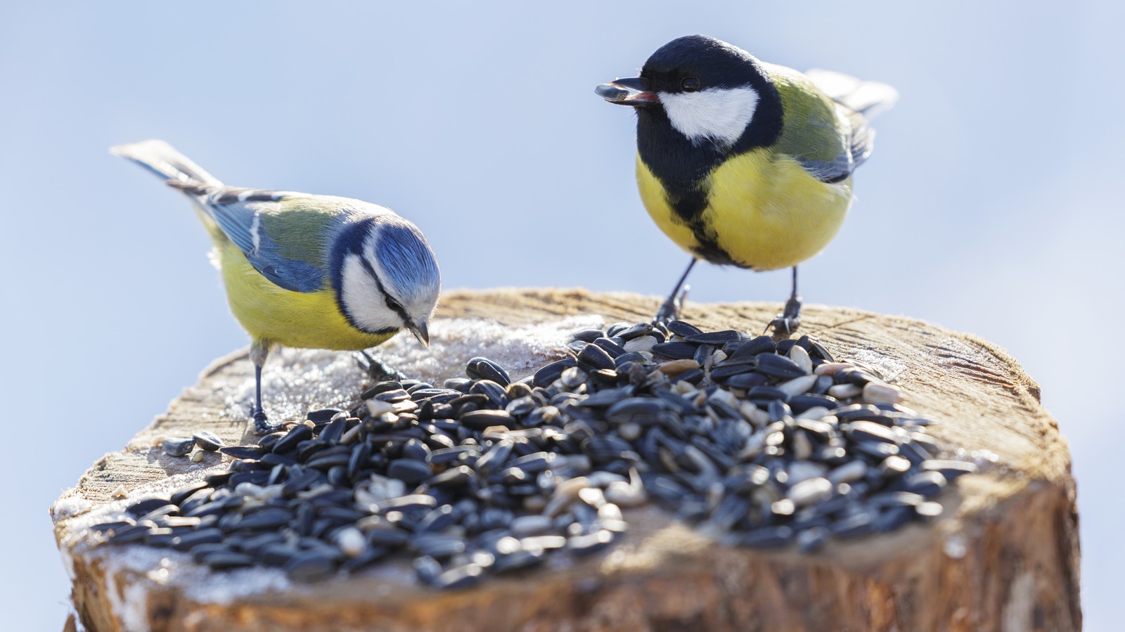 5 cámaras para comederos de pájaros altamente calificadas que puedes ver en tu teléfono