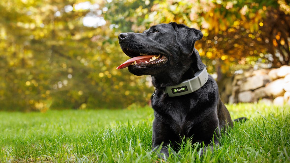 ¿Este collar para perros con GPS es más tecnológico que su reloj inteligente?