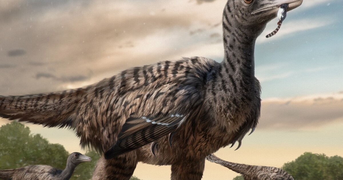 El dinosaurio raptor gigante tenía piernas más altas que tú