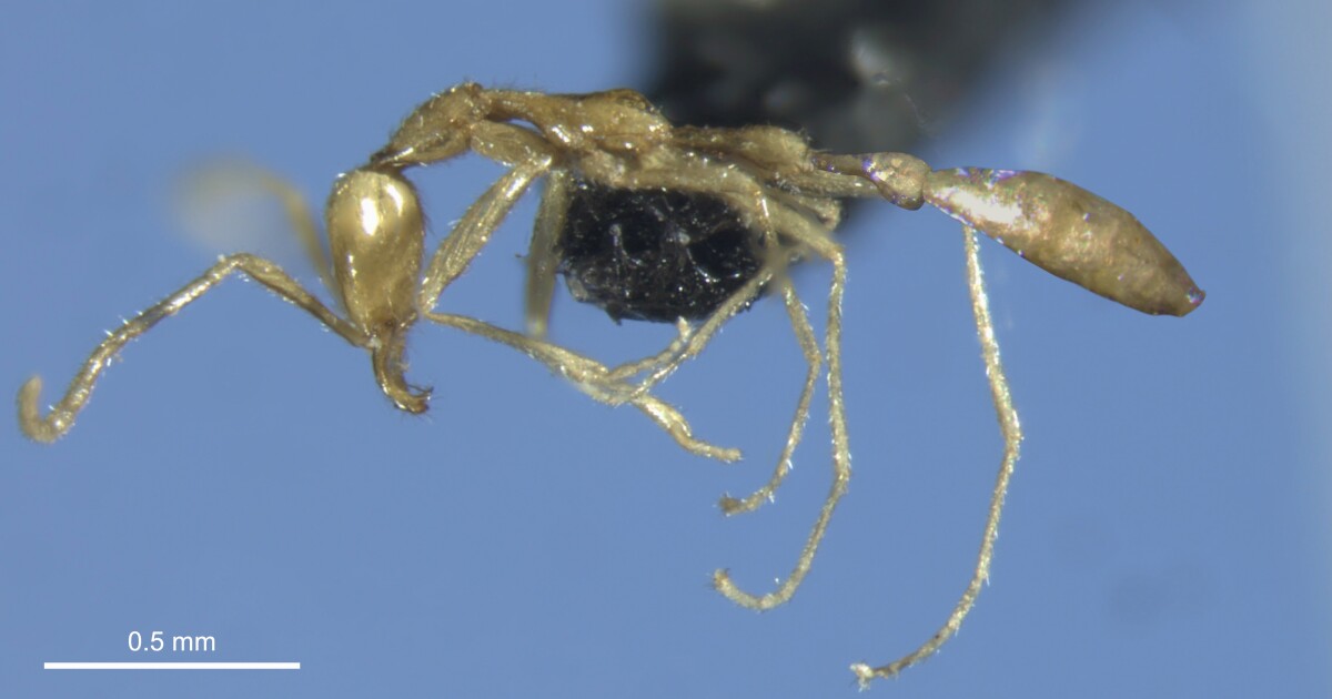 La nueva y extraña hormiga es tan rara que lleva el nombre de un mago oscuro