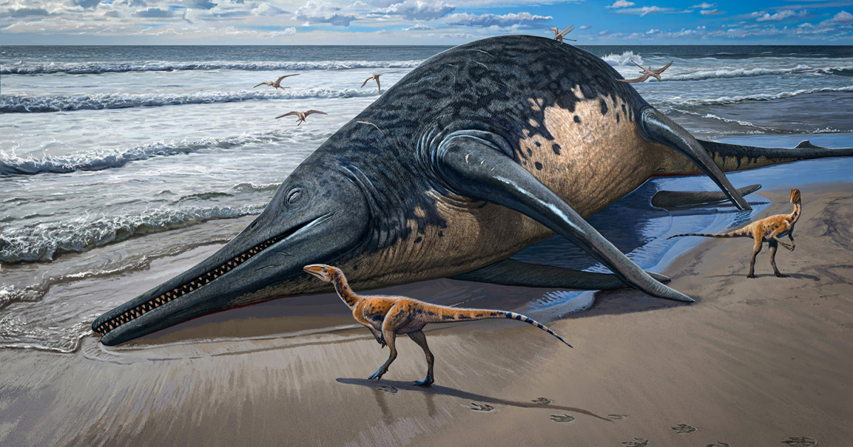 El reptil marino más grande del mundo hace competencia a la ballena azul