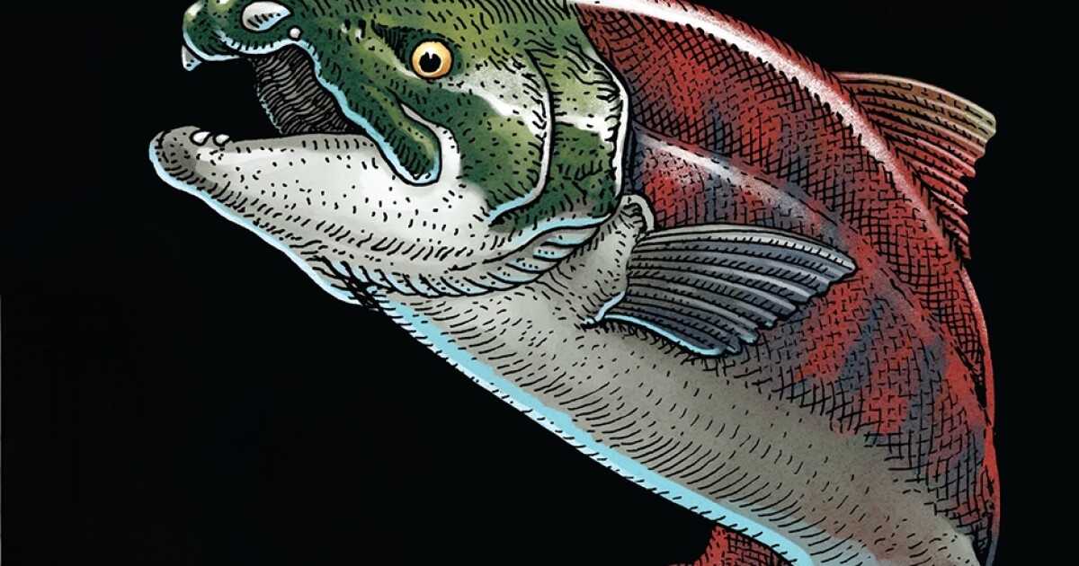 El monstruoso salmón prehistórico tenía «colmillos como los de un jabalí»