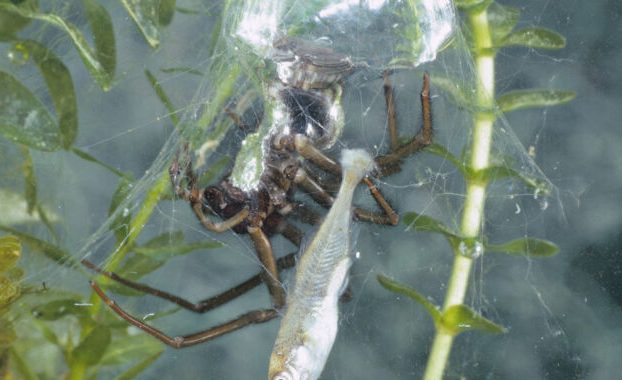 Las arañas acuáticas que nadan y giran utilizan ingeniosas estrategias de supervivencia