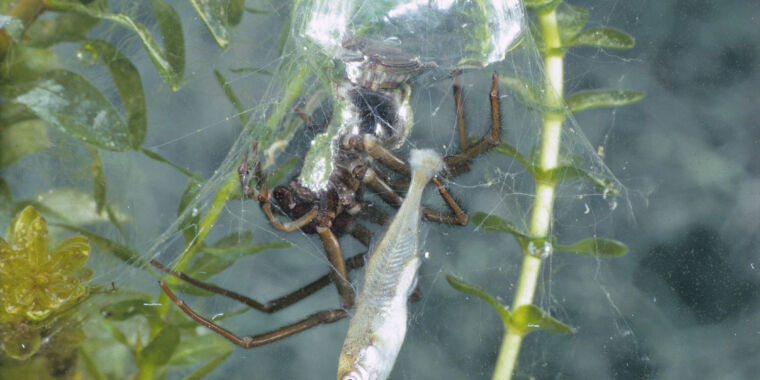 Las arañas acuáticas que nadan y giran utilizan ingeniosas estrategias de supervivencia
