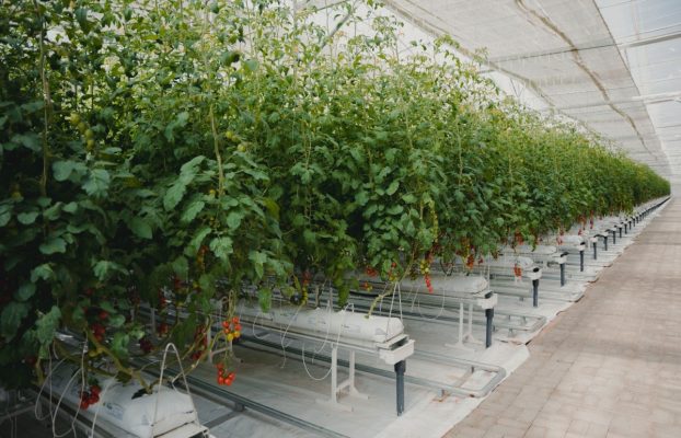 Iyris facilita el cultivo de productos frescos en climas difíciles y recauda 16 millones de dólares