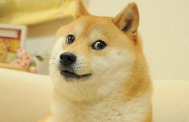 Murió uno de los memes más famosos de Internet: el perro Kabosu