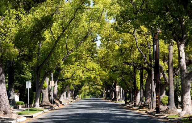 Los árboles de la ciudad salvan vidas |  CABLEADO