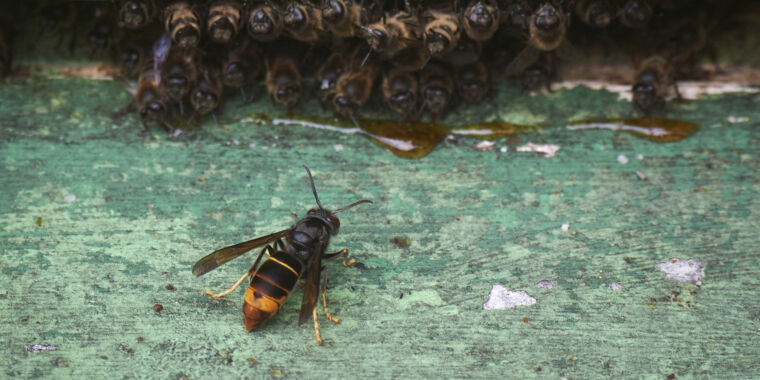El avispón ha aterrizado: los científicos luchan contra un nuevo asesino de abejas en EE. UU.