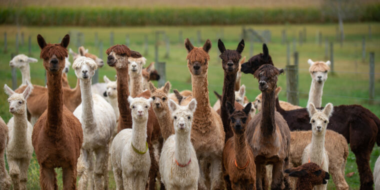 Alpacas en Idaho dan positivo a la gripe aviar H5N1 en otra primicia mundial