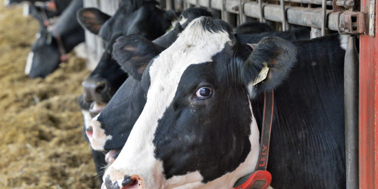 Tercer caso humano de gripe aviar procedente de vacas: este con síntomas respiratorios