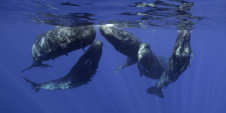 Los cantos de las ballenas tienen características del lenguaje, pero es posible que las ballenas no hablen