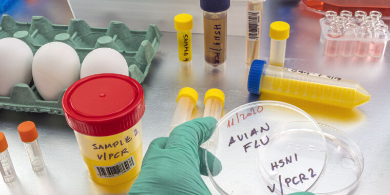 Mientras la gripe aviar se propaga entre las vacas, EE.UU. se acerca a financiar la vacuna de ARNm H5 de Moderna