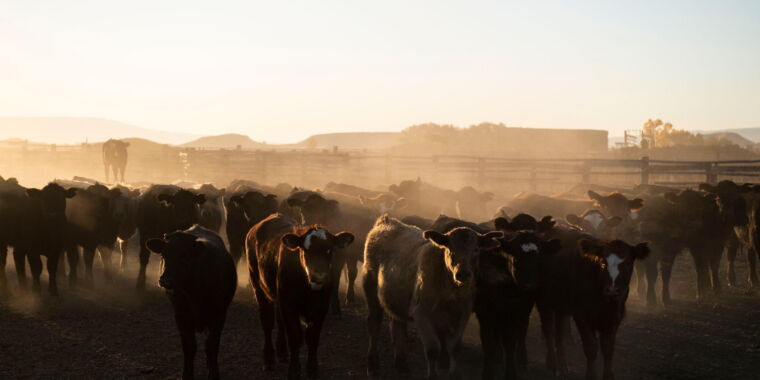 Nadie ha visto los datos detrás de la afirmación de Tyson de «carne respetuosa con el clima»