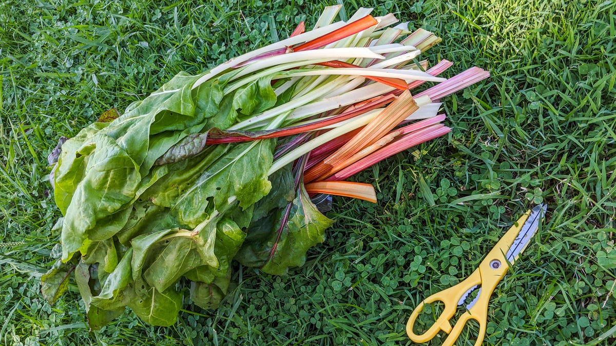 ¿Comenzar un jardín este verano?  Esto es lo que debe hacer antes de plantar