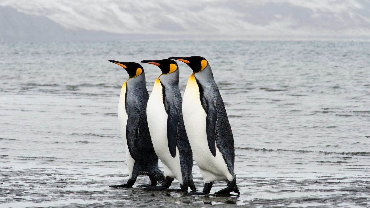 Las tres principales actualizaciones del kernel Linux 6.9