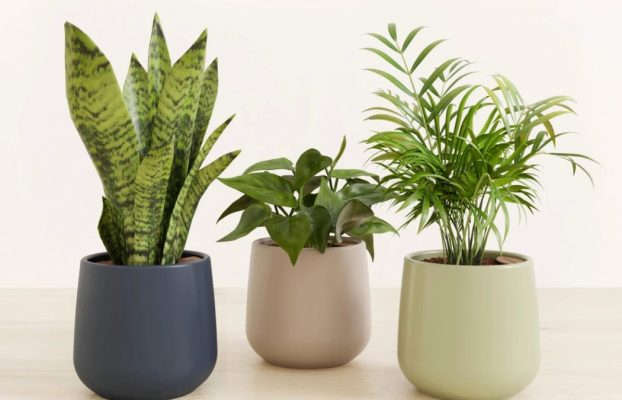 Las plantas de interior más difíciles de matar, según Plant Pros