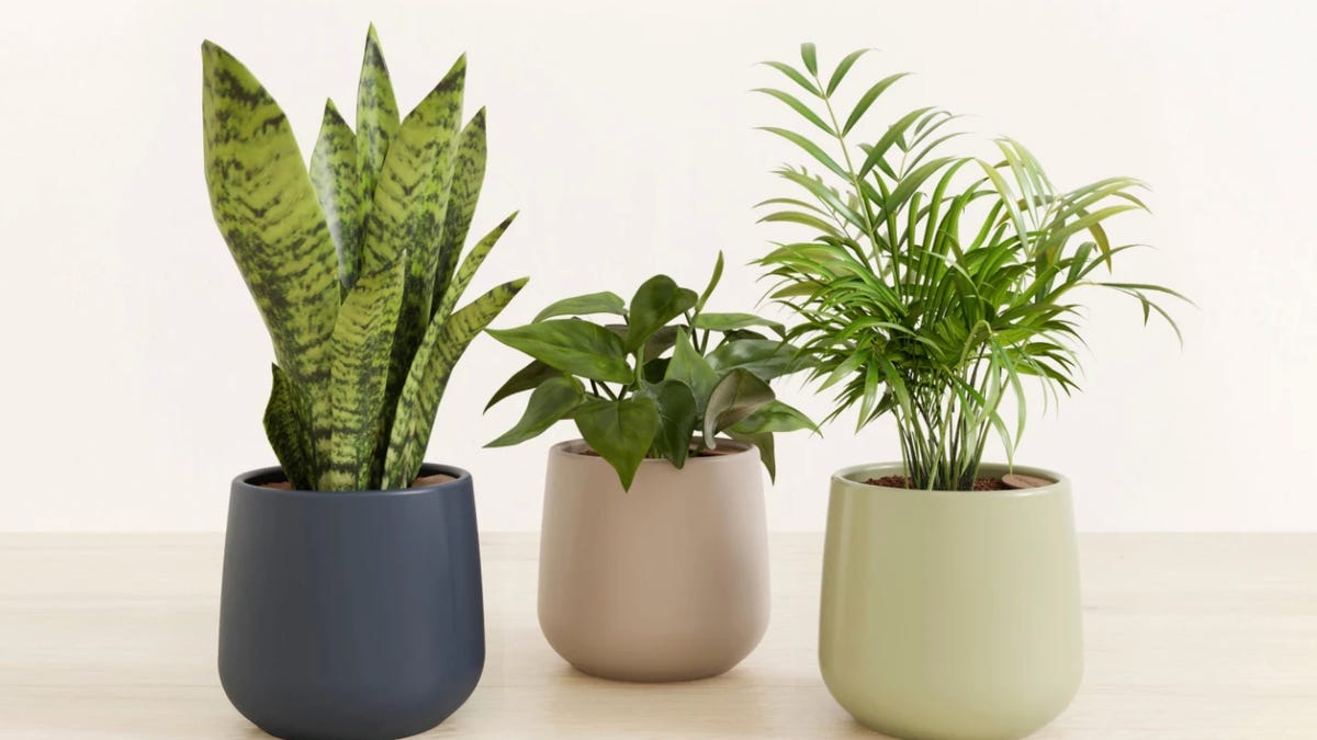 Las plantas de interior más difíciles de matar, según Plant Pros