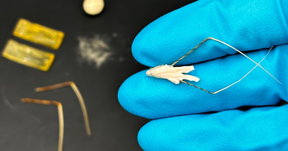 «Semillas robóticas» biohíbridas autoplantantes inspiradas en la avena silvestre