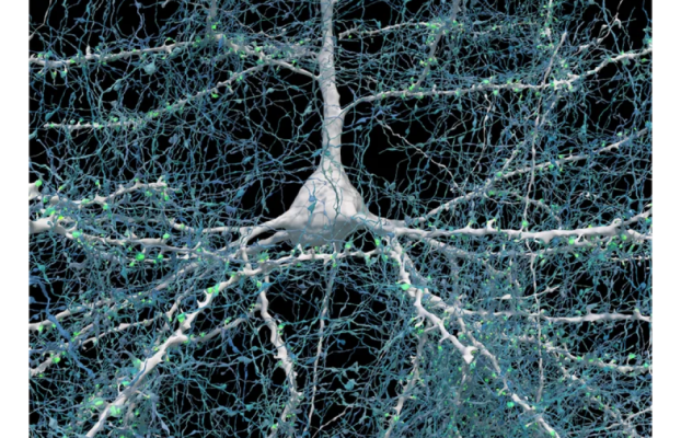 Increíble diagrama de cableado en 3D del cerebro humano es como un pequeño mundo conectado