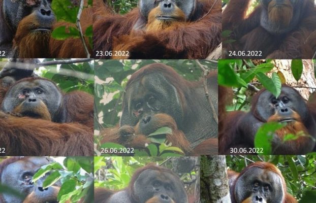 Orangután salvaje realiza un comportamiento de curación de heridas nunca antes visto
