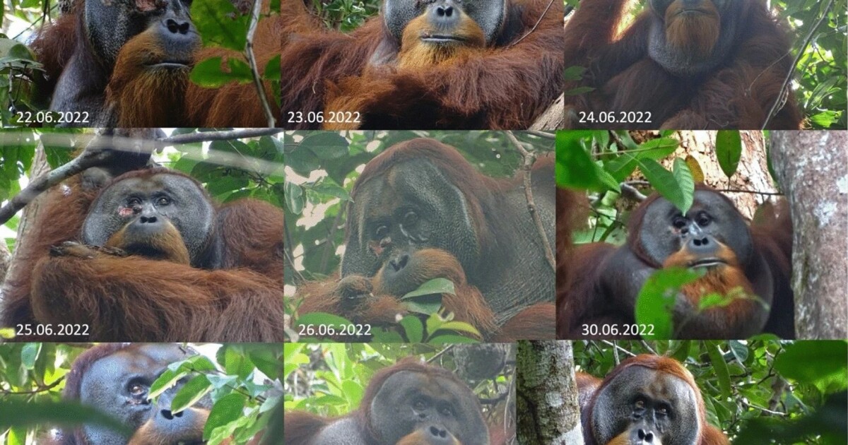 Orangután salvaje realiza un comportamiento de curación de heridas nunca antes visto