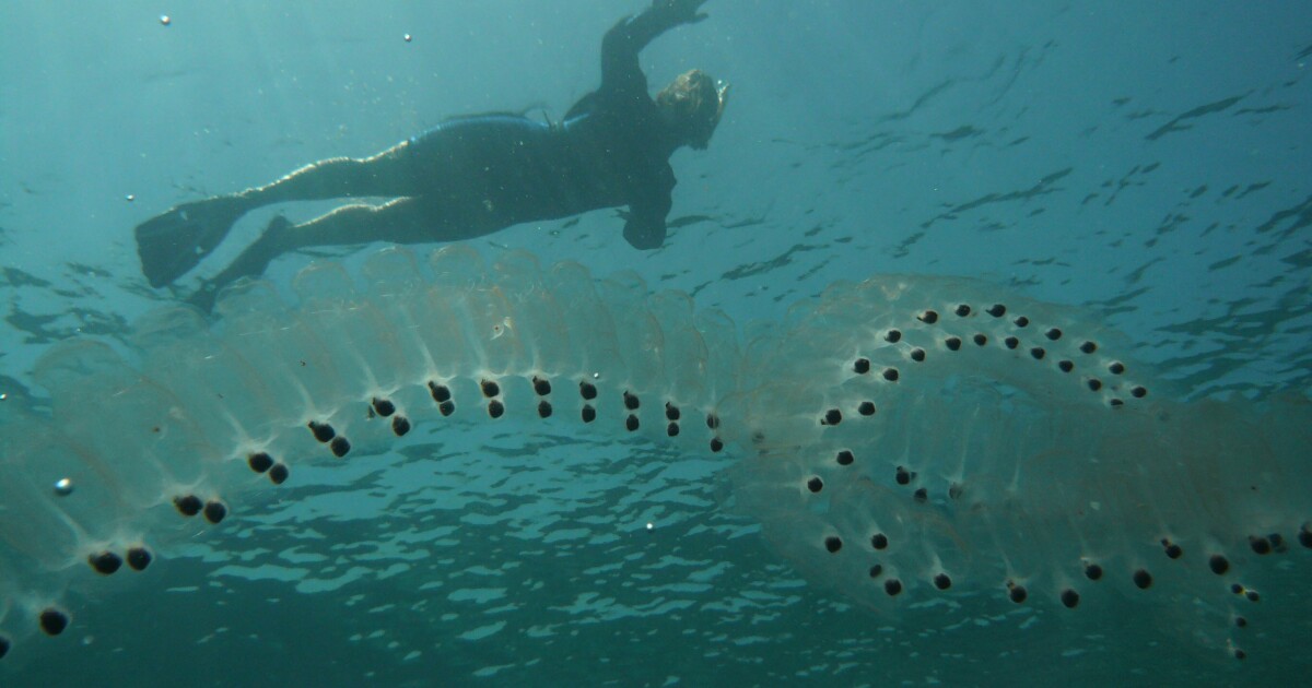 Las cadenas de criaturas clonadas pueden inspirar robots submarinos más eficientes