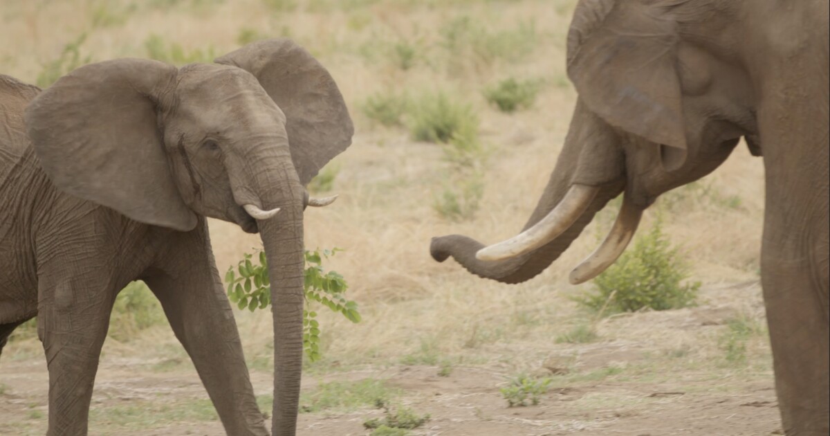 ¡Excretando!  Los elefantes saludan de una manera que nunca olvidarás