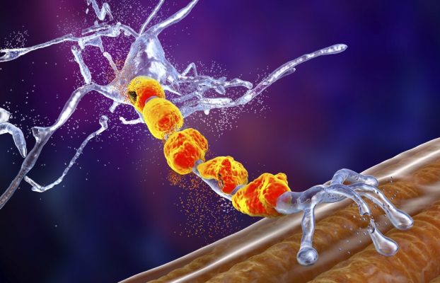 La píldora regeneradora de sinapsis pasa a la fase 2 de ensayos en humanos