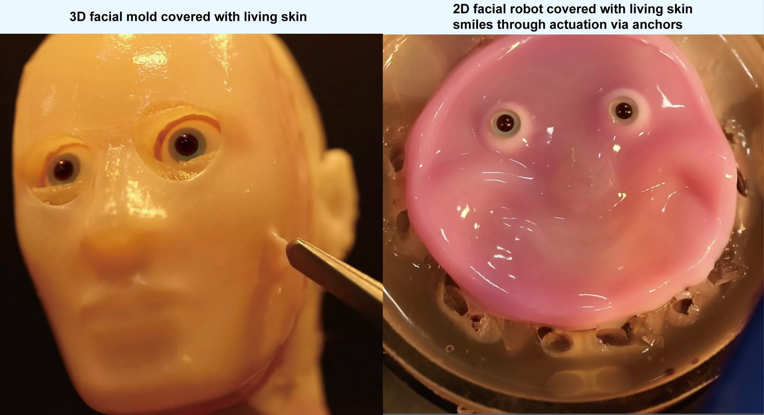 Los científicos han descubierto cómo poner piel biológica en la cara sonriente de un robot.