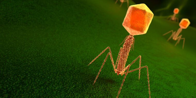 Para acabar con la competencia, las bacterias les arrojan trozos de virus muertos