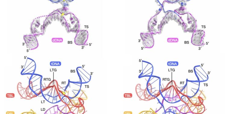 Un parásito bacteriano basado en ADN utiliza un método de edición de ADN completamente nuevo