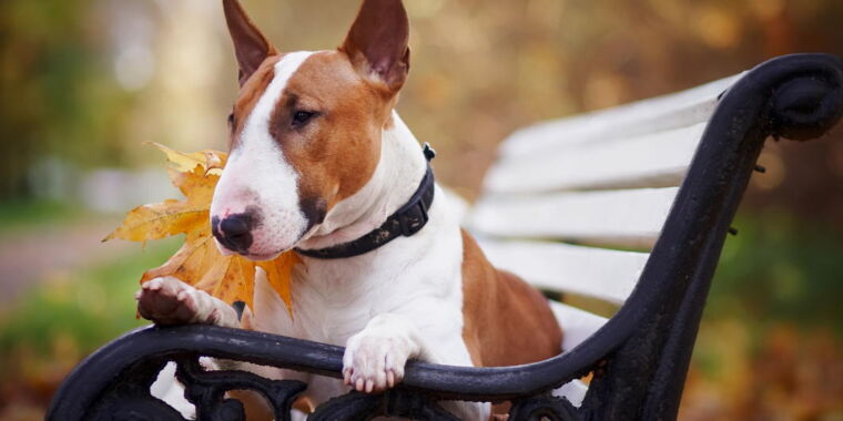 ¿Es bueno para ti tener una mascota?  La ciencia confusa de tener una mascota