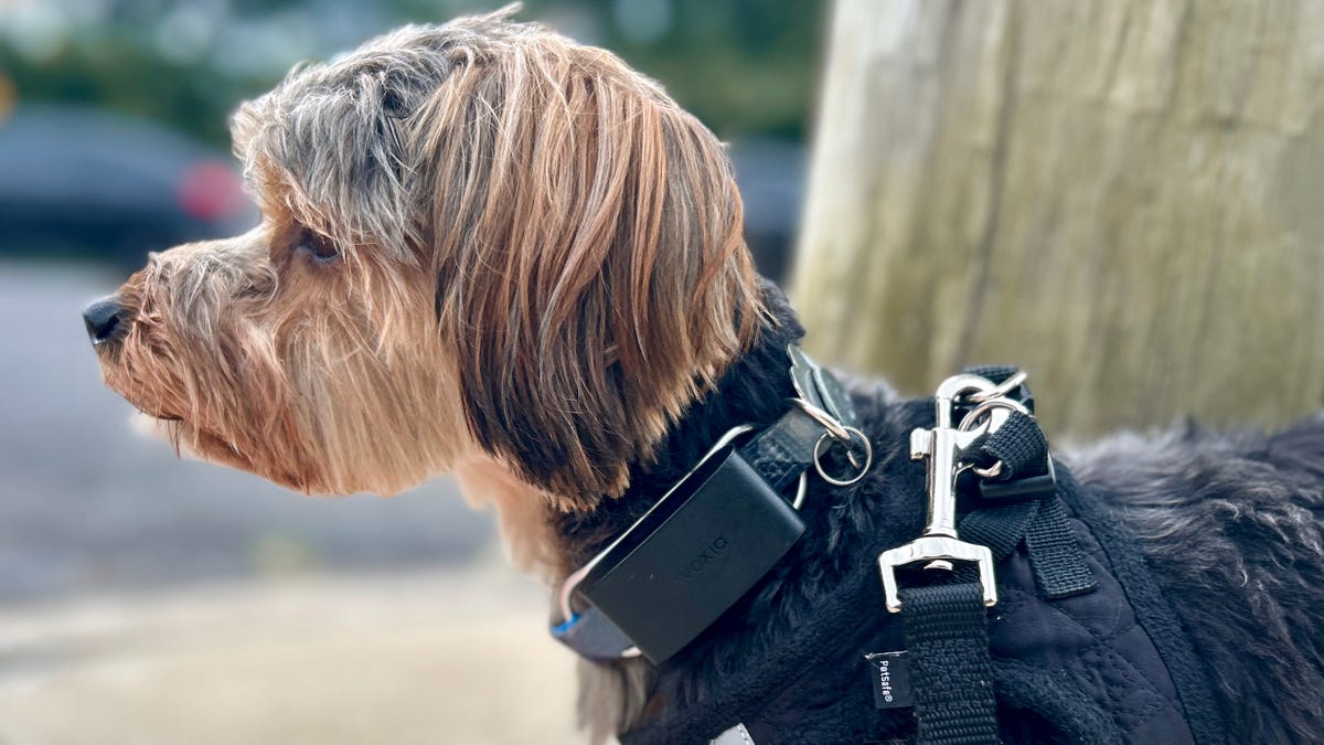 ¿Vale la pena un rastreador de salud para mascotas?  Era escéptico pero ahora estoy obsesionado.