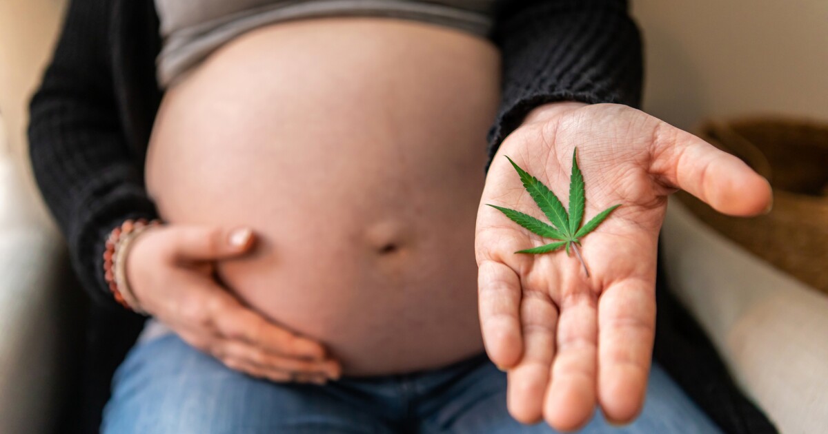 El uso de CBD durante el embarazo produce un comportamiento extraño en la descendencia