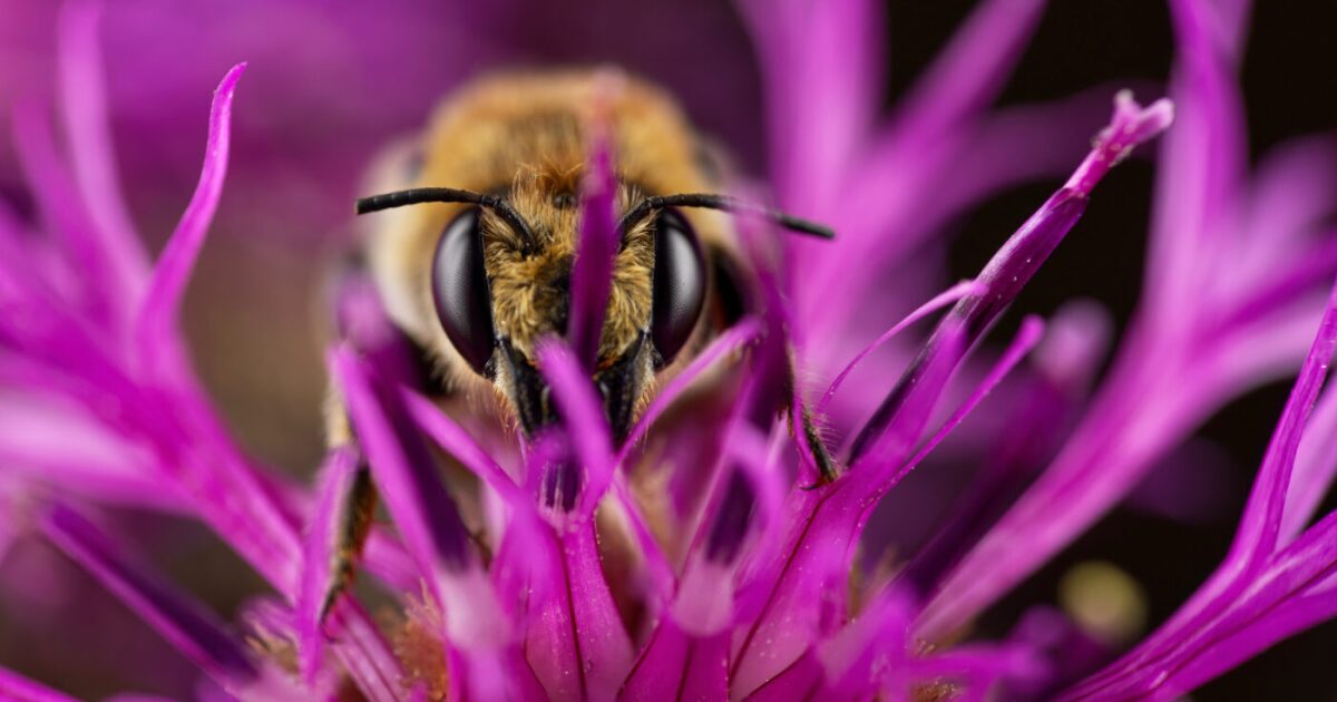 Increíbles imágenes de los premios de fotografía de insectos