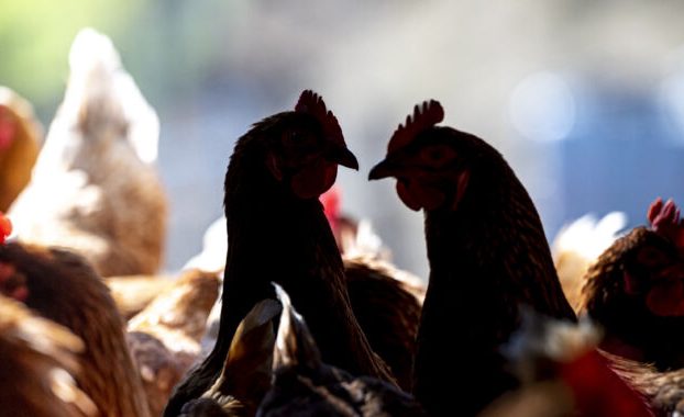 Aumentan los casos de gripe aviar en humanos; se difunden segundos informes sobre granjas avícolas en Colorado