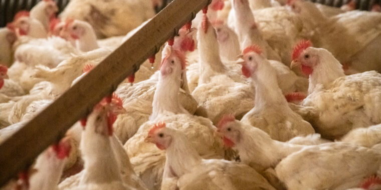 Cinco personas se contagiaron cuando la gripe aviar parece pasar de las vacas a los pollos y luego a los humanos