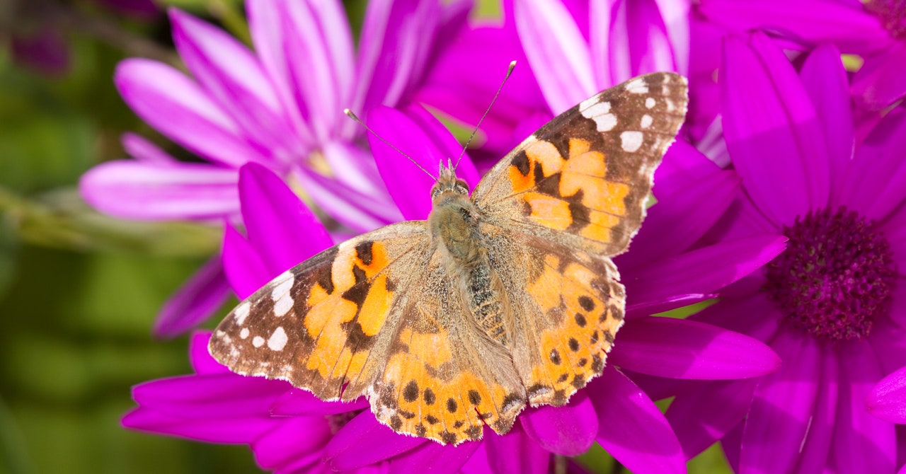 Cómo un grupo de mariposas logró volar 4.200 kilómetros sin detenerse