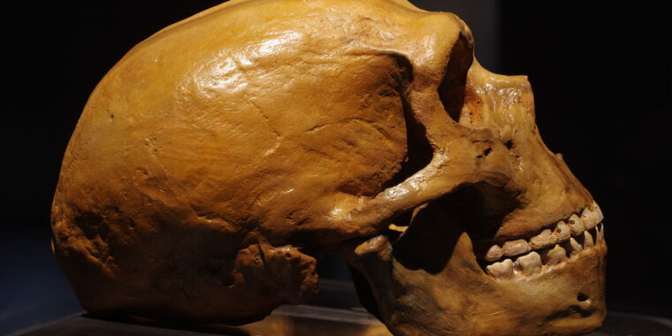 Gran parte de la diversidad genética de los neandertales proviene de los humanos modernos