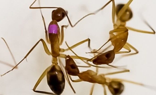 Llame al médico de las hormigas: la amputación les da a las hormigas heridas una ventaja frente a las infecciones