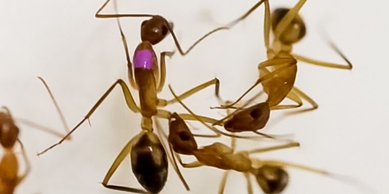 Llame al médico de las hormigas: la amputación les da a las hormigas heridas una ventaja frente a las infecciones