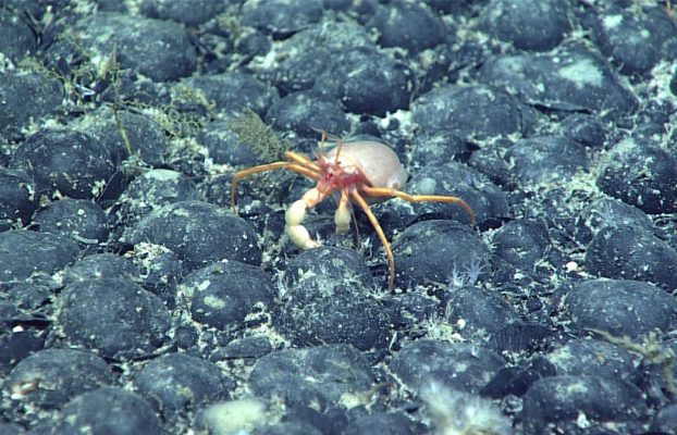 El misterioso descubrimiento de “oxígeno oscuro” en el fondo del océano