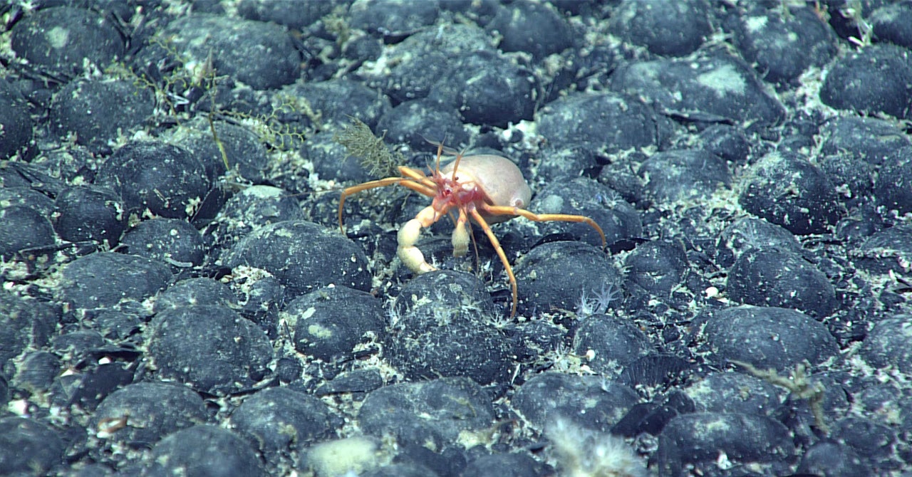 El misterioso descubrimiento de “oxígeno oscuro” en el fondo del océano