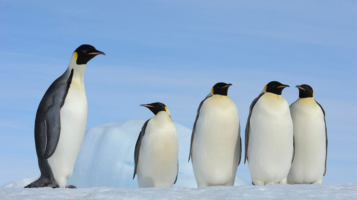 5 comandos de Linux para la gestión de grupos y cómo utilizarlos