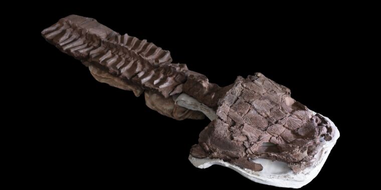 Especie de salamandra gigante hallada en lo que se creía un ecosistema helado