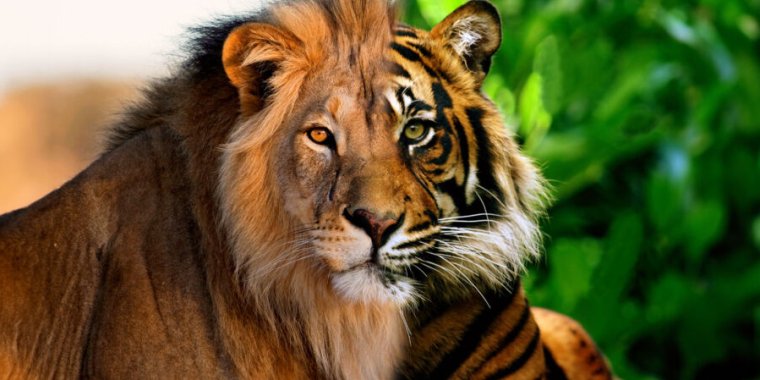 Los híbridos entre dos especies pueden producir “enjambres” que prosperan