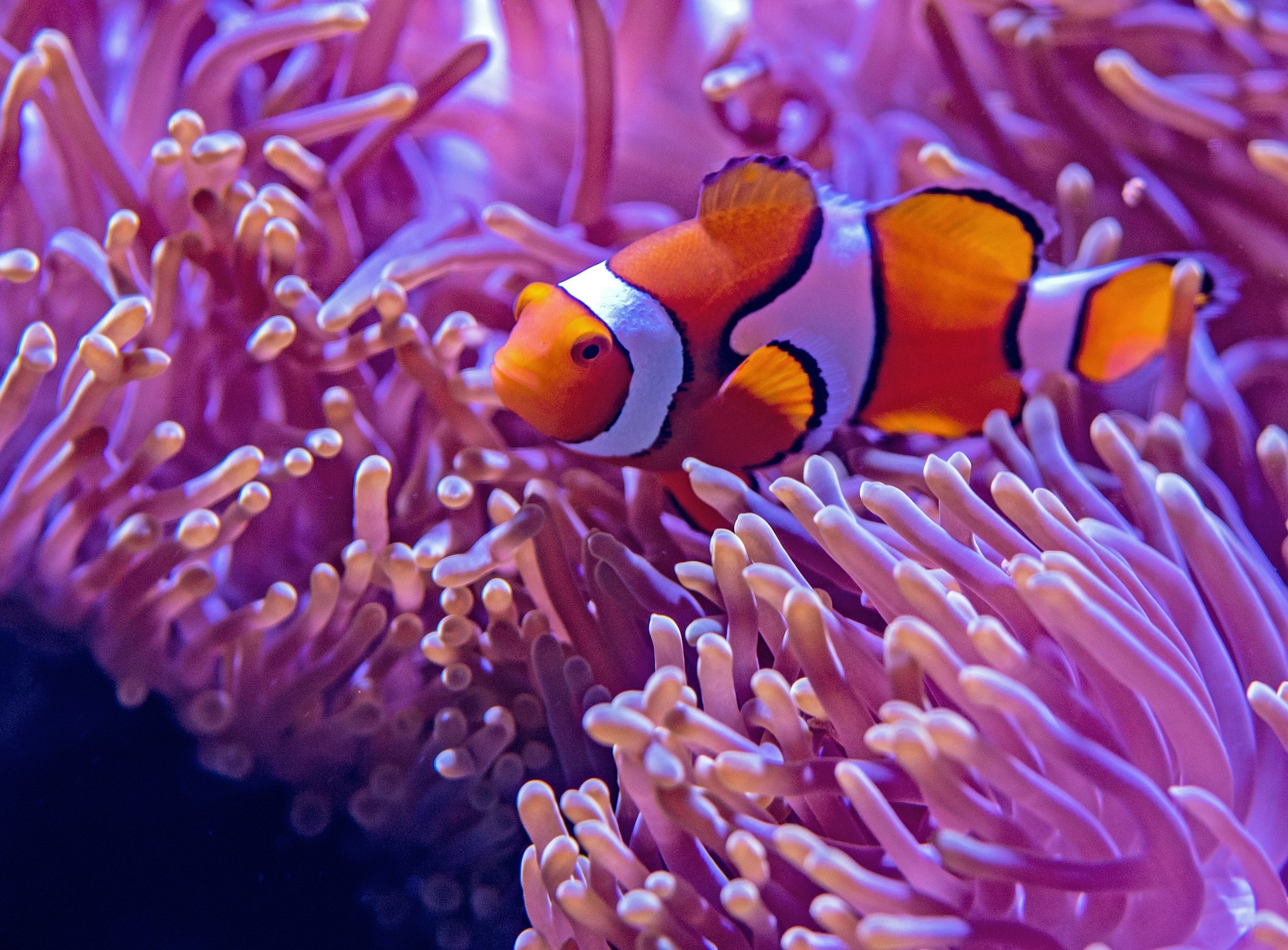 Mistral AI y NVIDIA presentan el modelo NeMo de 12 mil millones de dólares
